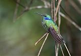 Lesser Violetear